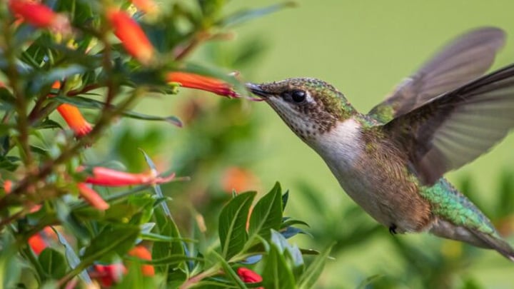 Hummingbird gathering nectar from red flowers.